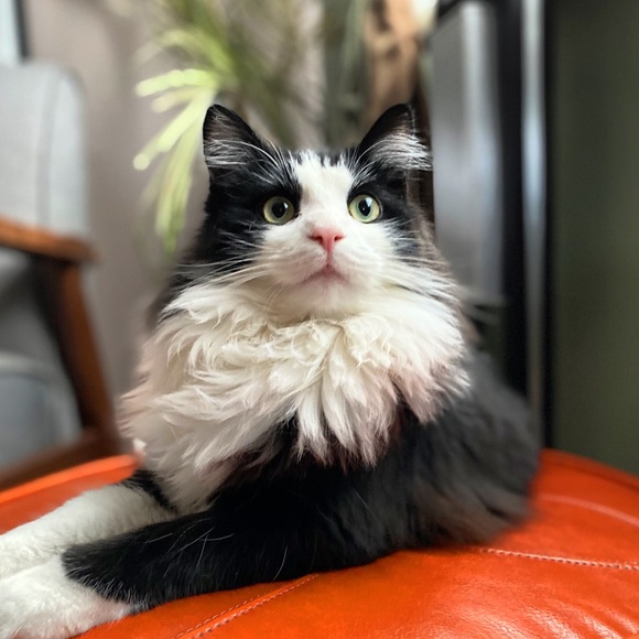 Meet your Posher, Matt - Picture 1 of 1